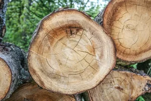  Xử lý các khuyết tật trên gỗ tự nhiên trong sản xuất