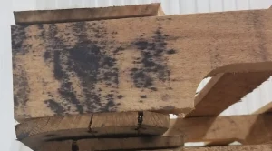 Các biện pháp hạn chế nấm mốc trên pallet gỗ