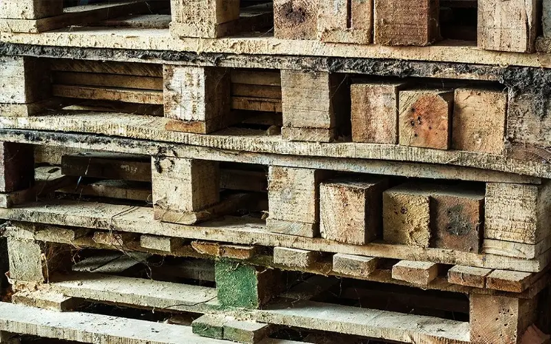 Nguyên nhân nấm mốc phát triển trên pallet gỗ