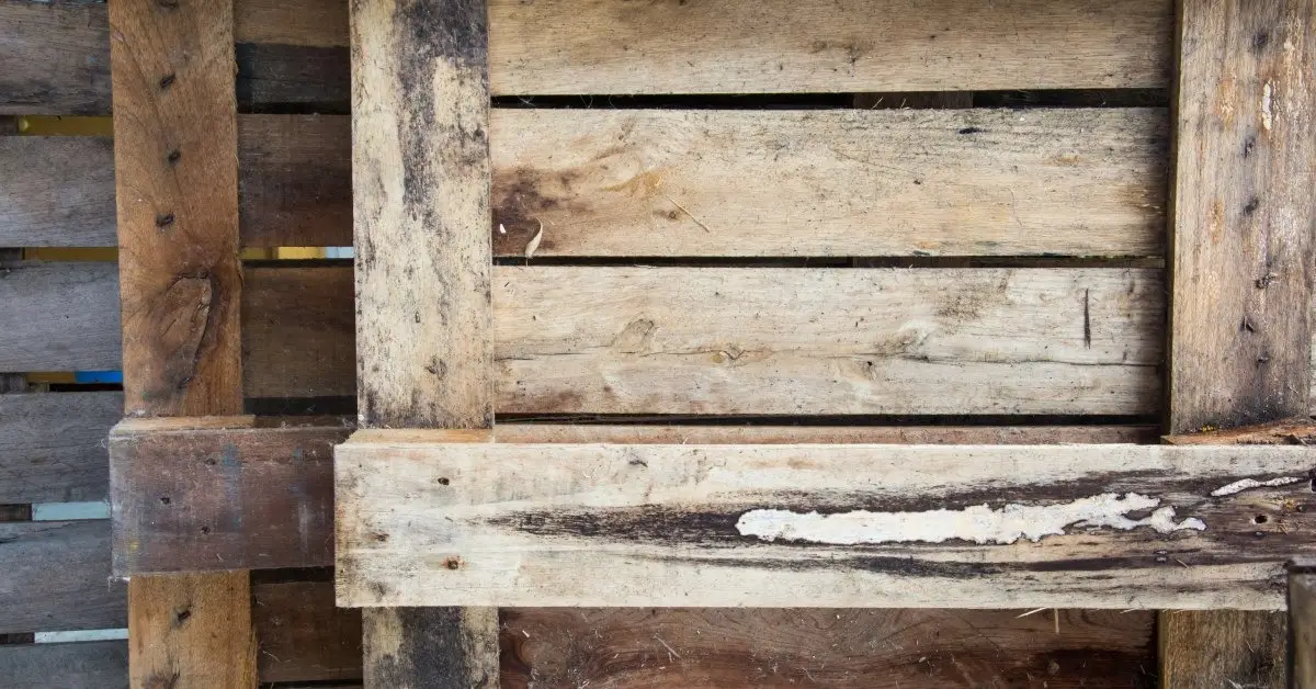Ẩm mốc làm suy yếu kết cấu pallet gỗ