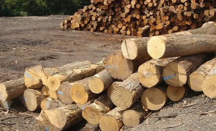 Gỗ Tràm nguyên liệu – chủ lực sản xuất pallet