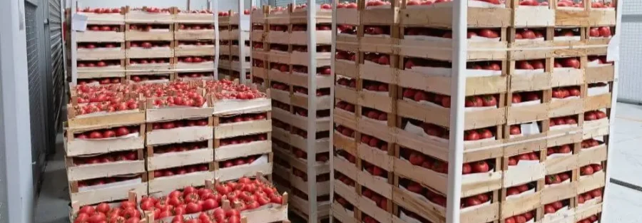 Sử dụng pallet gỗ trong kho nông sản