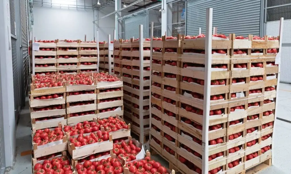 Sử dụng pallet gỗ trong kho nông sản