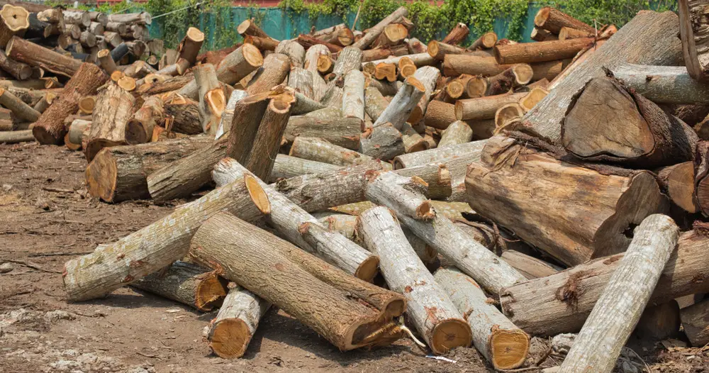 Chất lượng gỗ nguyên liệu ảnh hưởng trực tiếp đến tuổi thọ pallet
