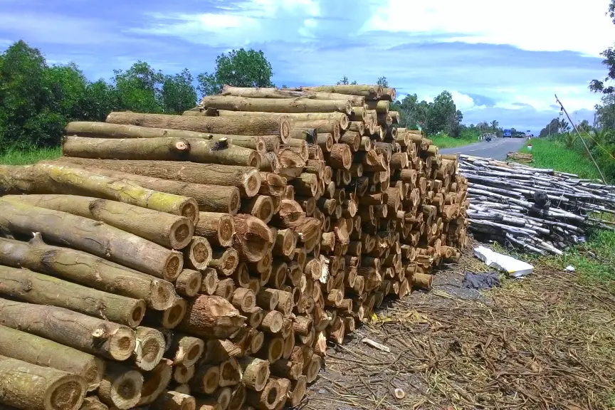 So sánh chi tiết các loại gỗ đóng pallet phổ biến nhất trên thị trường hiện nay