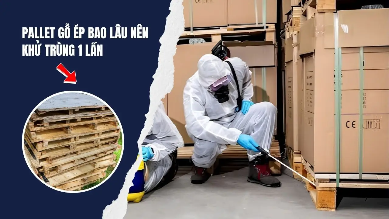 Pallet gỗ ép bao lâu nên khử trùng 1 lần